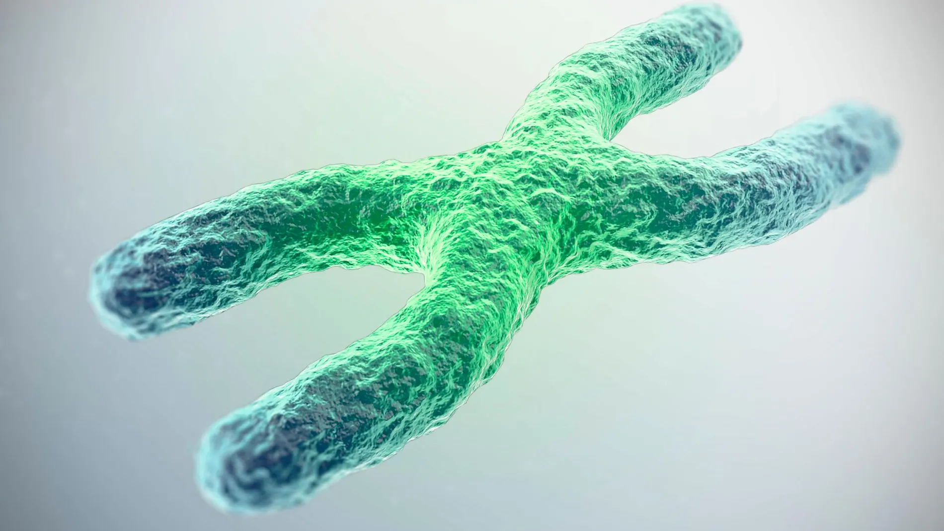 Los telémeros son los extremos cromosomas y su función principal es proteger el material genético que porta el resto del cromosoma