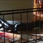 El cocodrilo de 3 metros de largo se coló dentro de la vivienda / Vídeo: Atlas