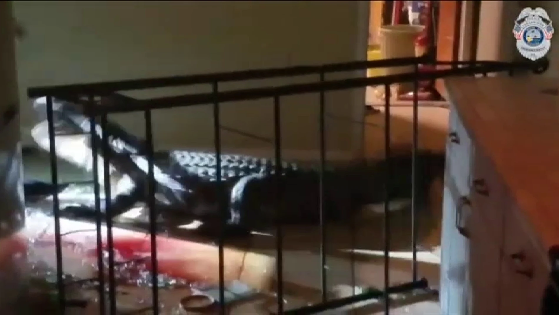 El cocodrilo de 3 metros de largo se coló dentro de la vivienda / Vídeo: Atlas