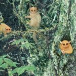 Identifican tres especies de primates extintos desconocidos para la ciencia