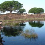 El investigador de la US César Borja en un muestreo en un humedal del Complejo Palustre de las Lagunas de Doñana