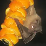 Un ejemplar de murciélago egipcio de la fruta / Wikipedia