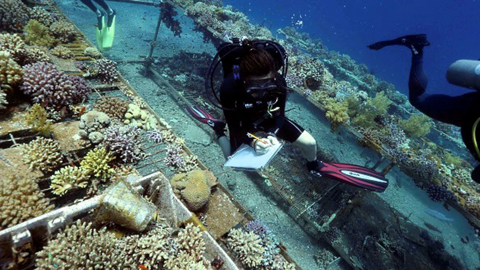 La investigadora Jessica Bellworthy trabaja en el estudio sobre la salud del coral. Los corales del Mar Rojo, en el Golfo de Áqaba, y sus descendientes son capaces de sobrevivir al aumento de la temperatura del agua / Efe