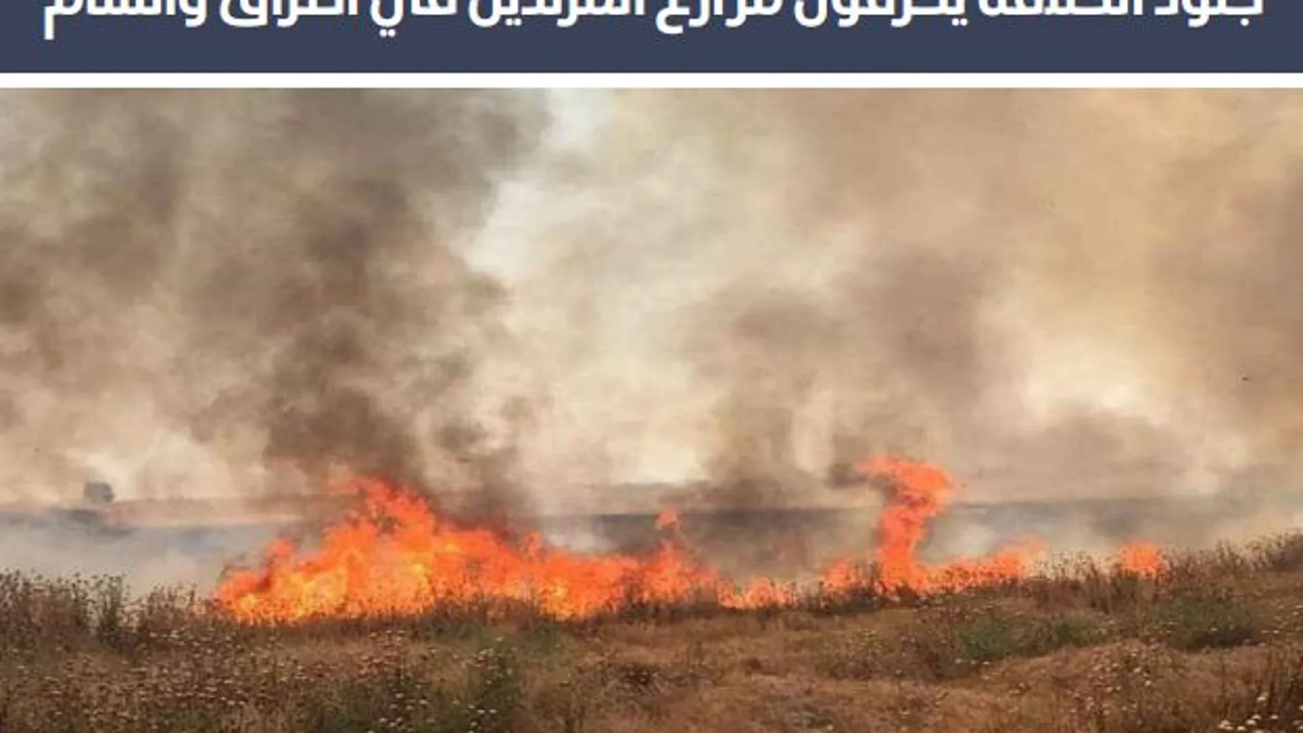 Daesh ha pedido a los "lobos solitarios"que provoquen incendio en los bosques de los "infieles"