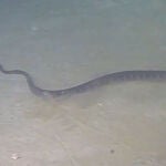 Una de las serpientes marinas captada a 240 metros de profundidad en julio de 2017. / INPEX-operated Ichthys LNG Project