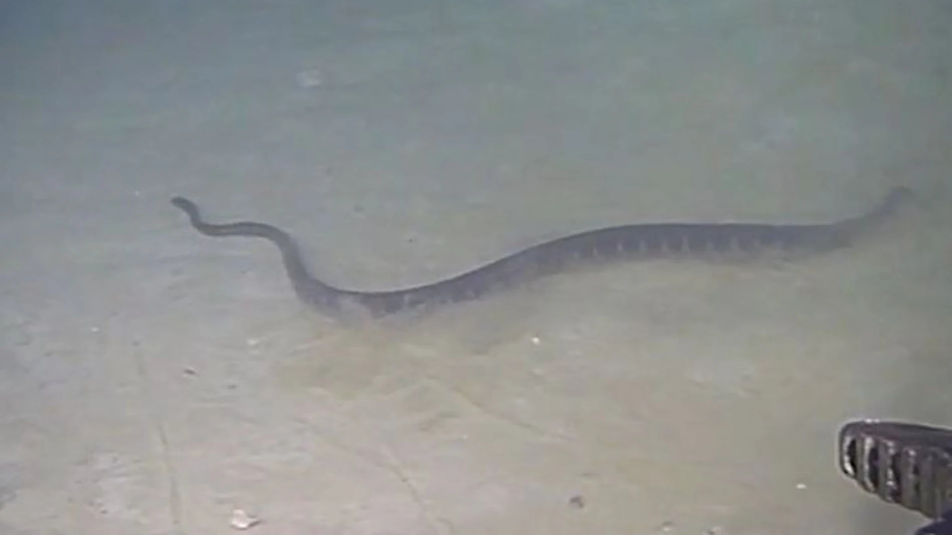 Una de las serpientes marinas captada a 240 metros de profundidad en julio de 2017. / INPEX-operated Ichthys LNG Project