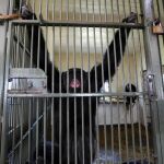 Fotografía de un chimpancé macho encerrado en una jaula en Kenia / Efe