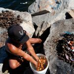 Un hombre abre unos mejillones en Río de Janeiro (Brasil). / Efe