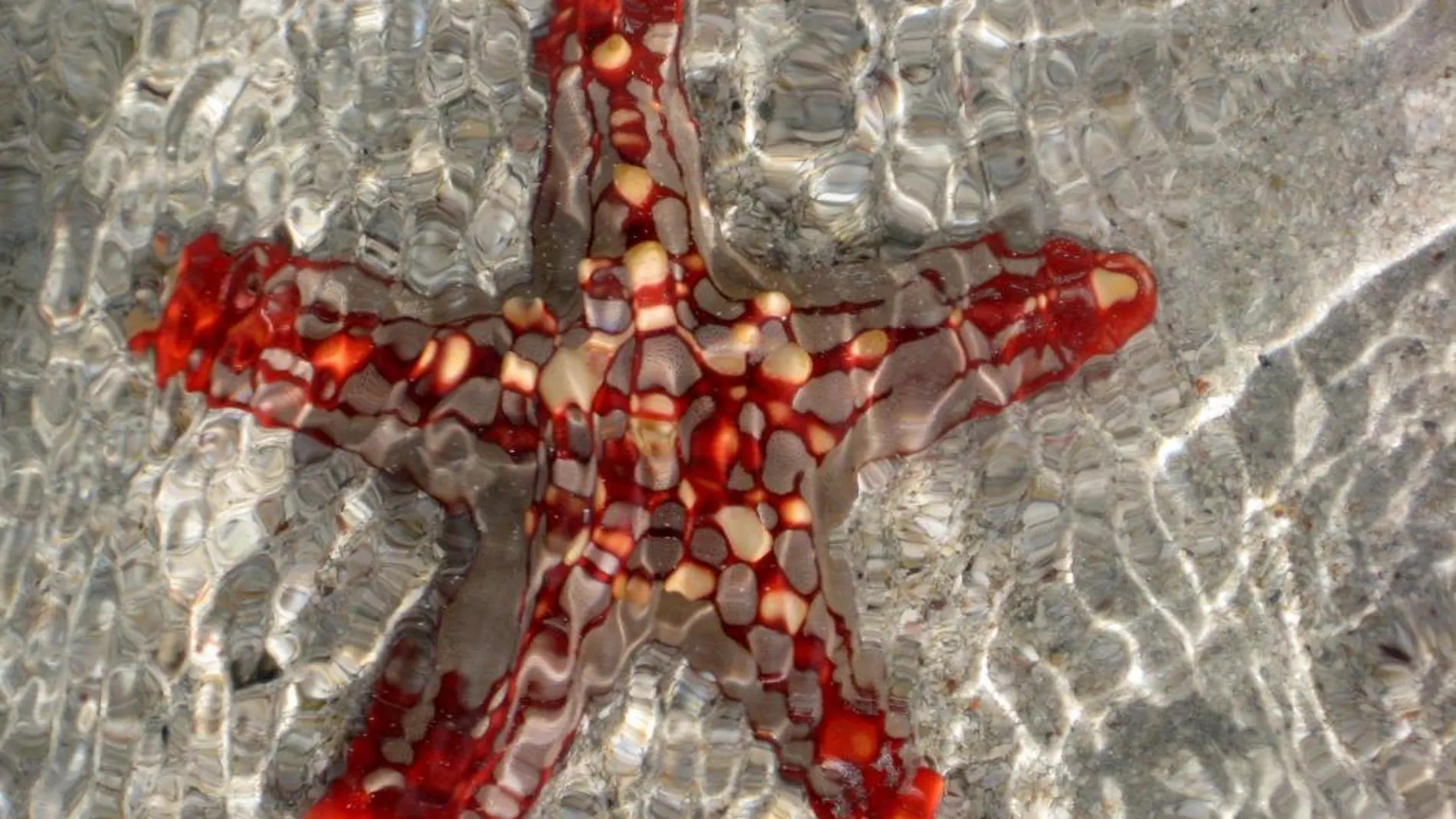 Una estrella de mar en una zona de arrecifes