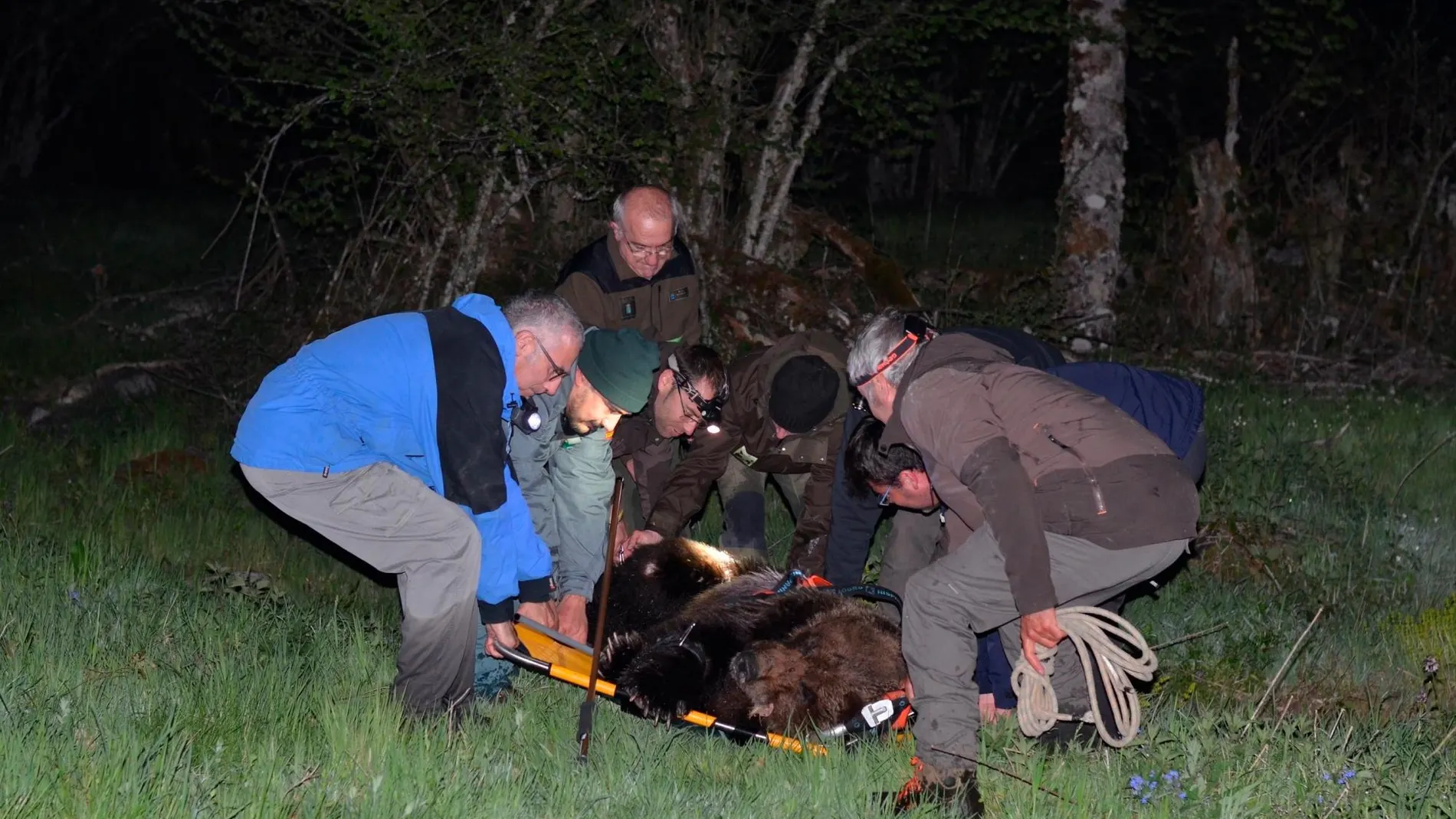 El oso se recupera de las heridas en el Centro de Recuperación de Fauna Silvestres de Villaescusa