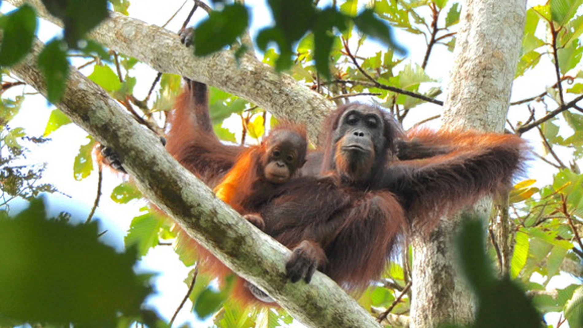 El orangután salvaje es una de las especies de grandes simios con mayor riesgo de desaparición/ HUTAN-KOCP
