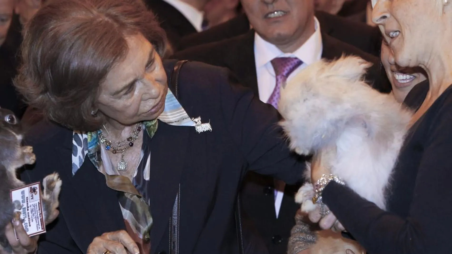 Doña Sofía acaricia un gato durante la visita que realizó hoy a la feria "mascotas 100x100"