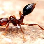 La hormiga Wasmannia auropunctata, conocida como hormiguita de fuego