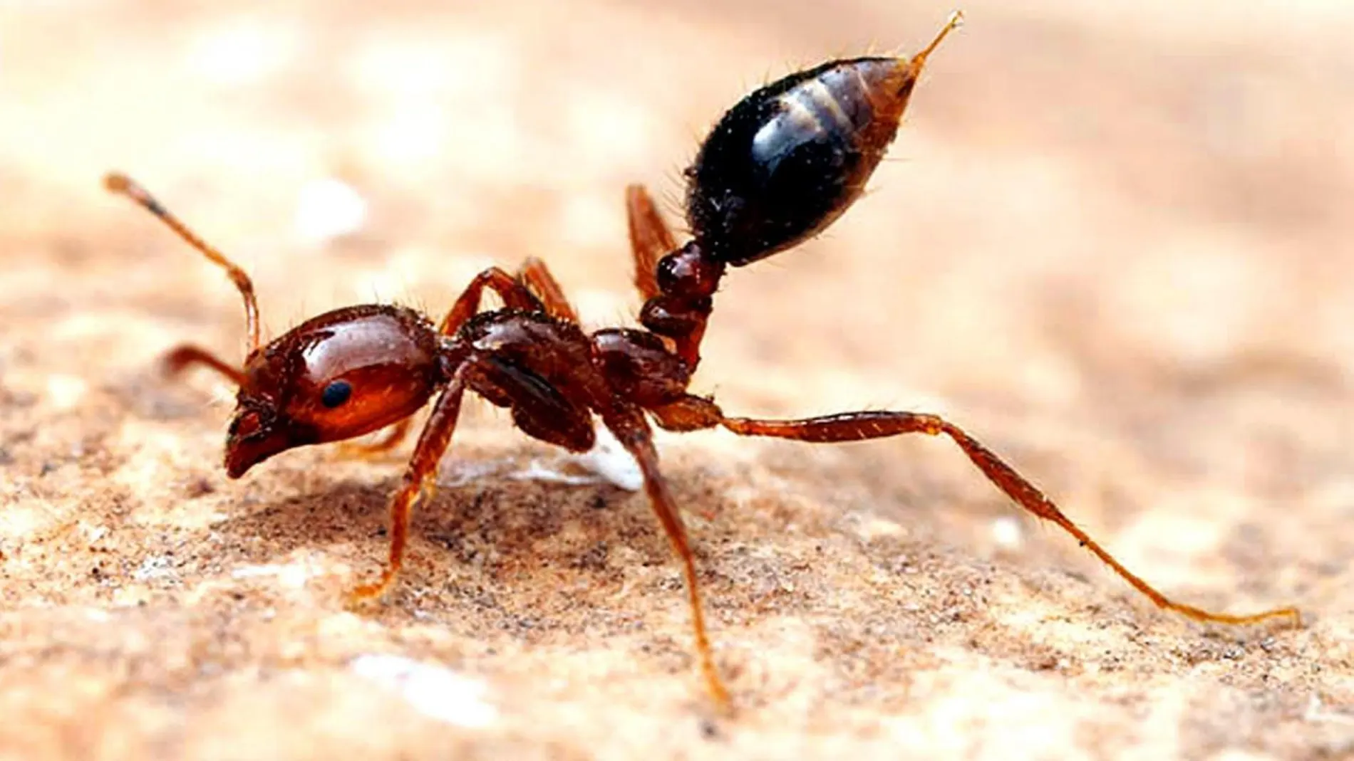 La hormiga Wasmannia auropunctata, conocida como hormiguita de fuego