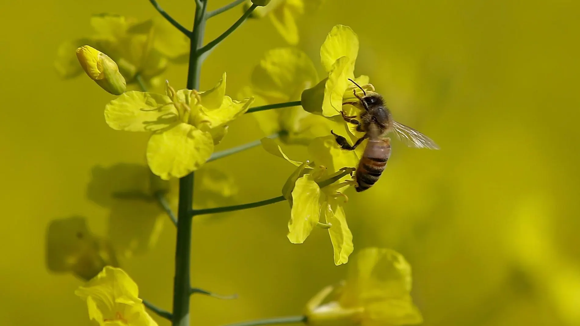Una abeja, en una imagen de archivo / AP