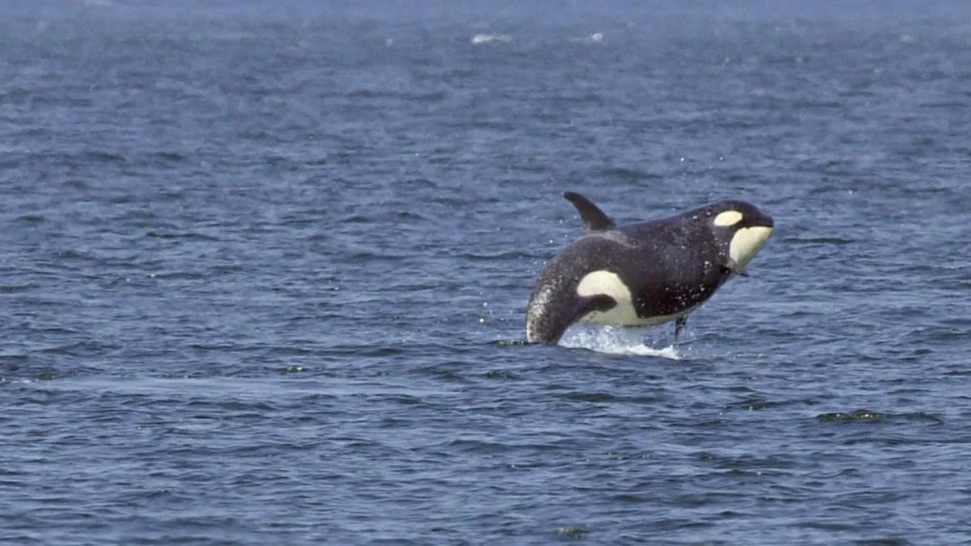 Cientos de delfines huyen del ataque de orcas asesinas
