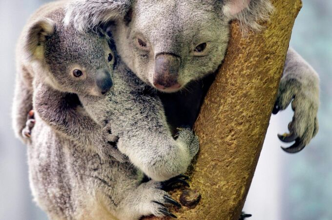 Un koala junto a su cría