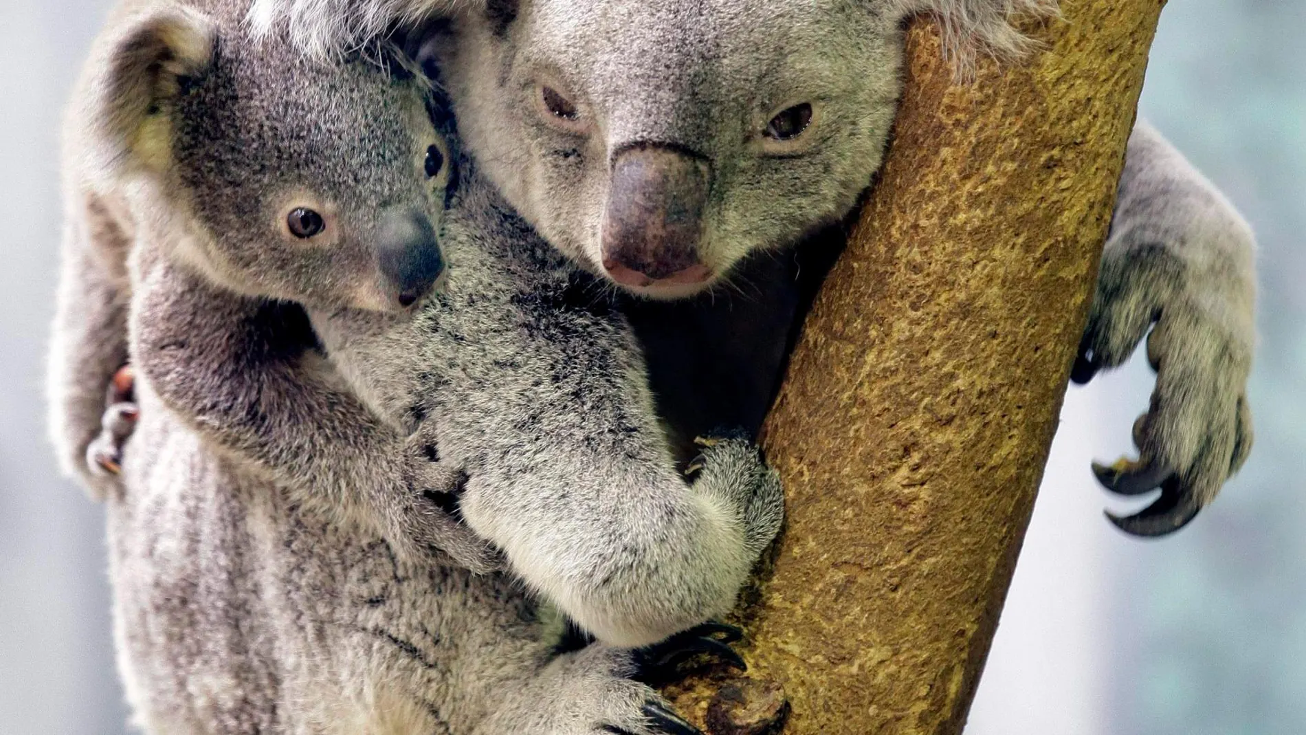 Un koala junto a su cría