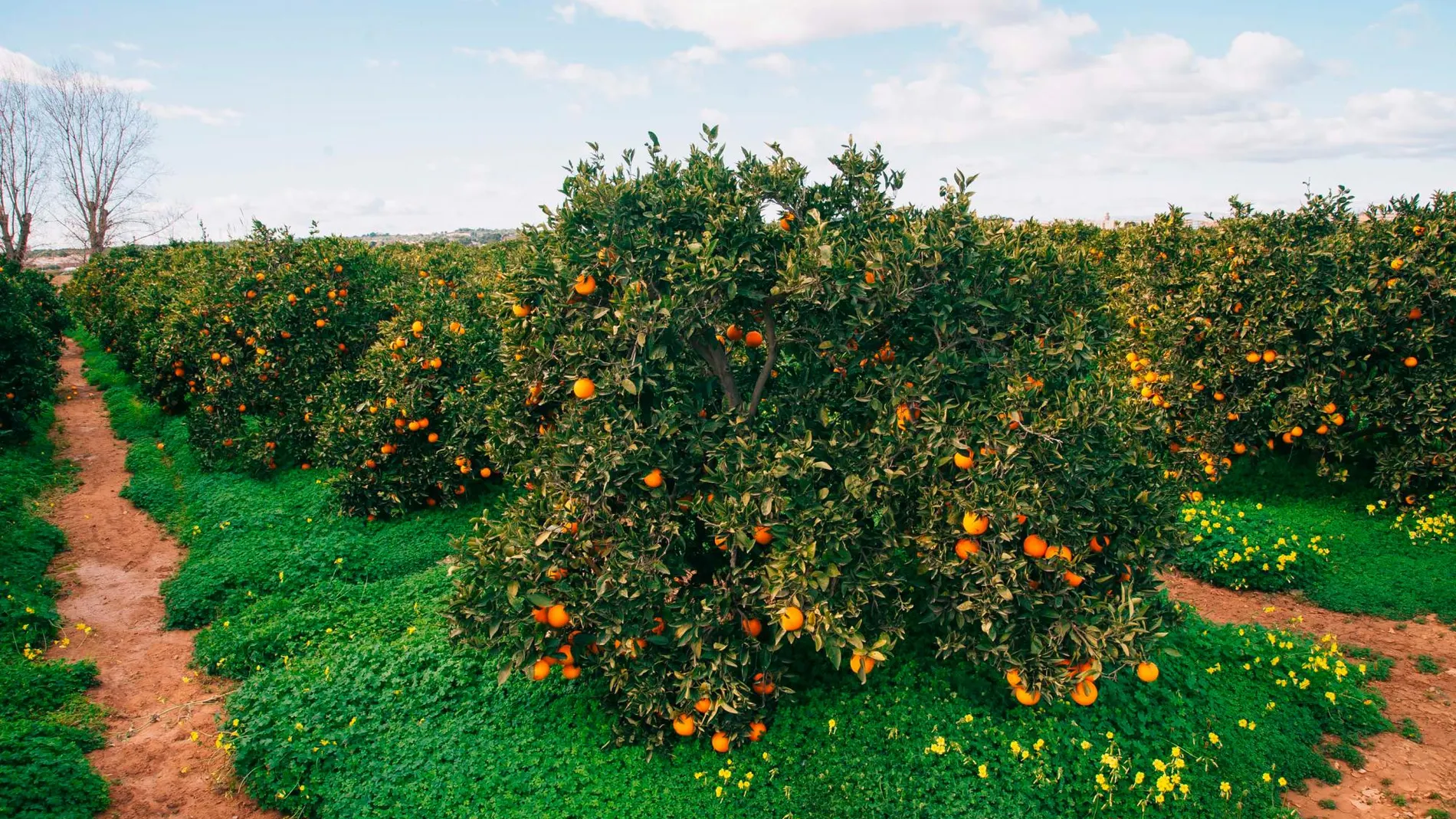 El sector sufre cuantiosas pérdidas en la campaña de comercialización actual que a inicios de diciembre ascendían a 130 millones, de los cuales el 65 por ciento se debe a la presencia de naranjas de terceros países, Sudáfrica principalmente