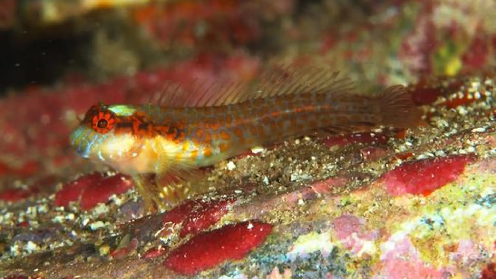 Una nueva especie de pez trambollo, el Hypleurochilus brasil, endémico del archipiélago brasileño de Trinidad y Martín Vaz