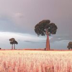 La desertización de Australia es cada vez mayor