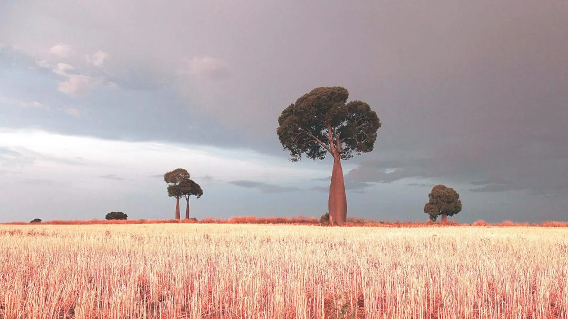 La desertización de Australia es cada vez mayor