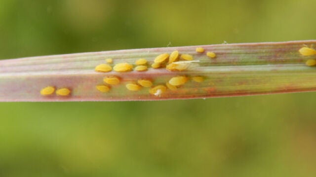 Pulgón amarillo de la caña de azúcar localizado en España