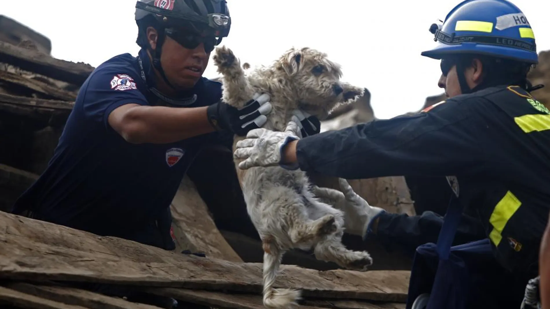 Rescate con vida de un cachorro en el terremoto de Chile de 2010