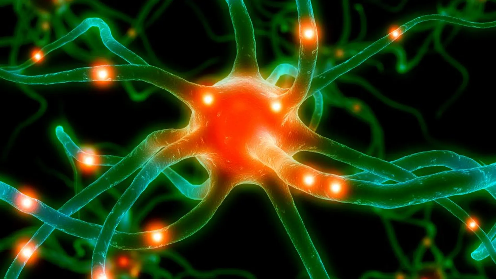 Una neurona en pleno funcionamiento.