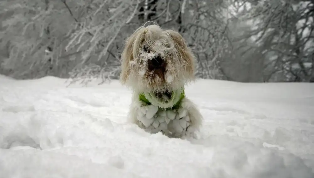 Un perro entre la nieve el alto de Ibañeta donde se registran bajas temperaturas