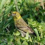 Un ejemplar de verdecillo (Serinus serinus)
