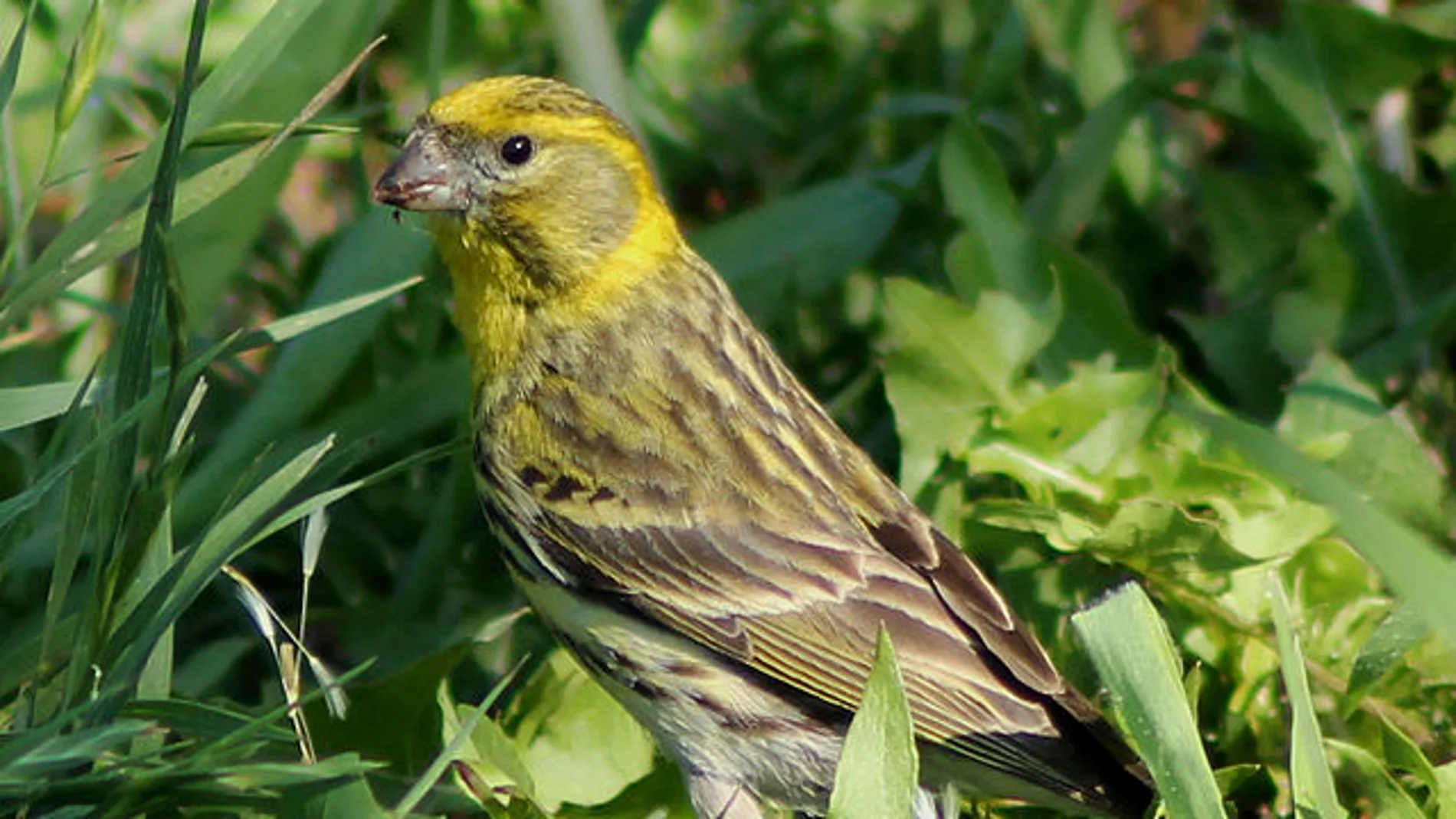 Un ejemplar de verdecillo (Serinus serinus)