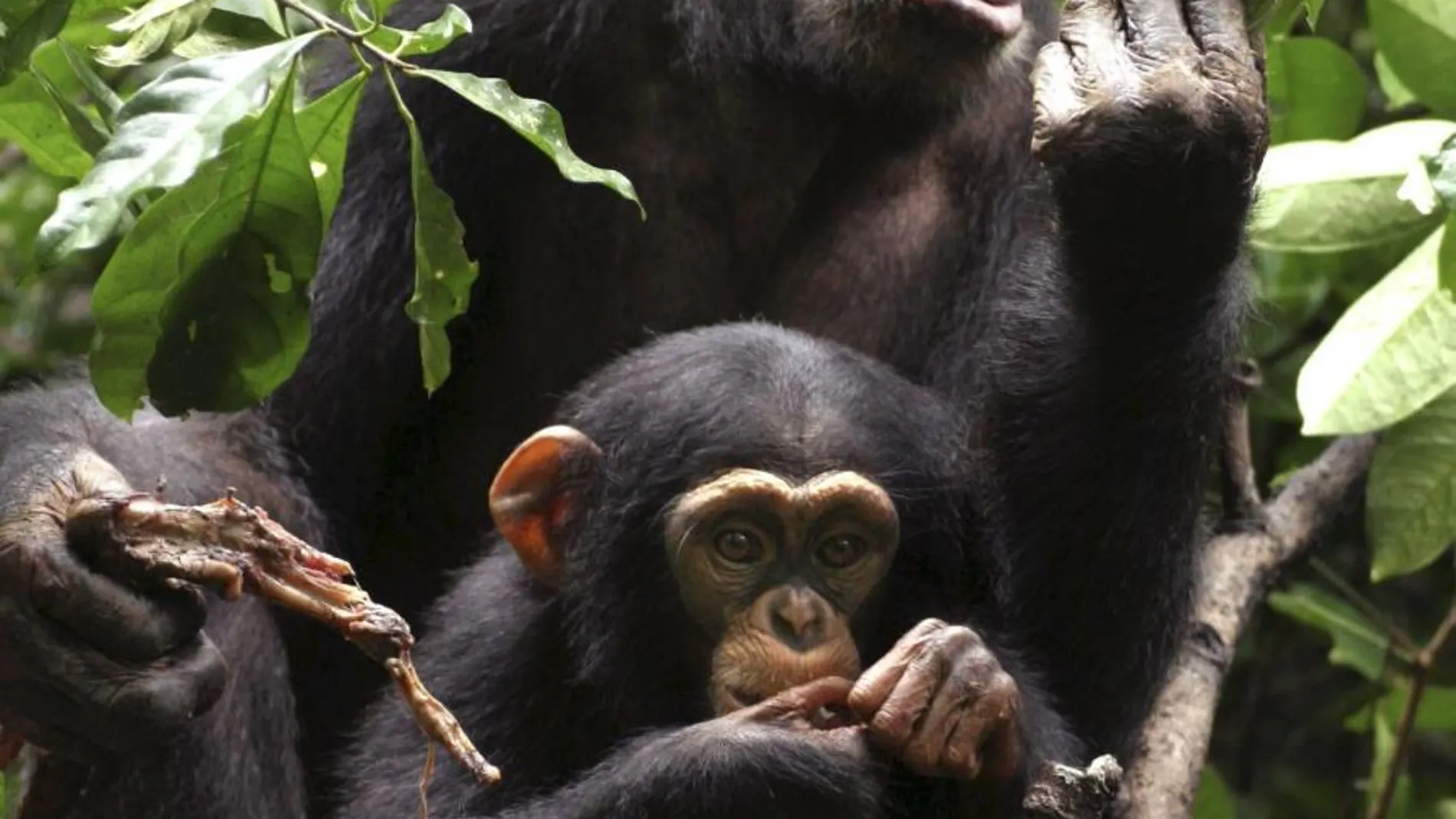 Chimpancés