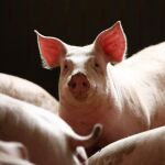 Cerdos en una granja de Polonia, en una imagen de archivo