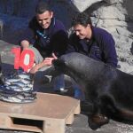 Los leones marinos del Oceanogràfic celebraron ayer con una tarta especial la llegada del mes de febrero
