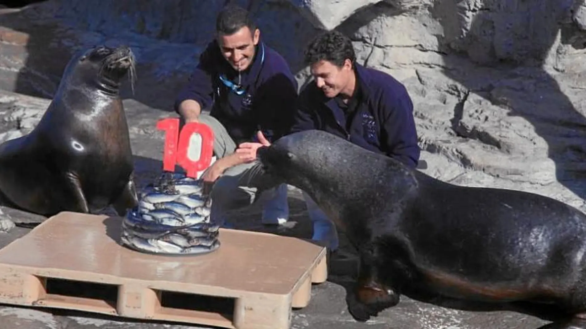 Los leones marinos del Oceanogràfic celebraron ayer con una tarta especial la llegada del mes de febrero