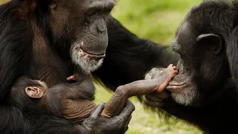 Un nuevo libro defiende la teoría de que el primer contagio de sida se produjo en 1908 tras el contacto de un chimpancé y un cazador