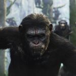 Científicos piden que se reconozca a los simios como «personas no humanas»
