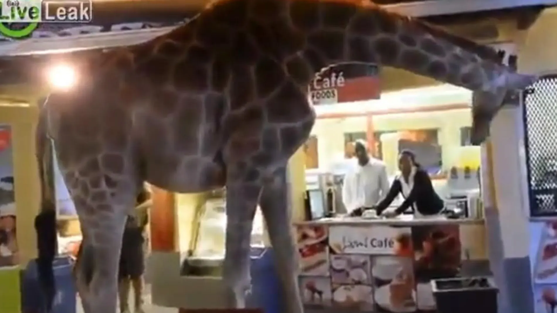 Una jirafa hambrienta entra en un centro comercial en busca de comida