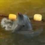 Los delfines son atacados cruelmente y algunos tardan varias horas en morir