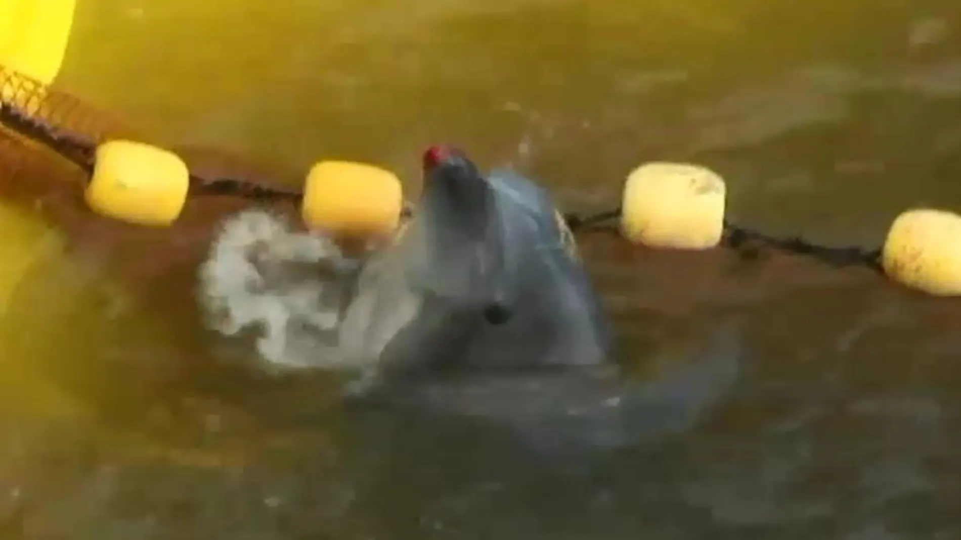 Los delfines son atacados cruelmente y algunos tardan varias horas en morir
