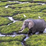 Un elefante camina en una ciénaga en el parque nacional de Amboseli (Kenia)