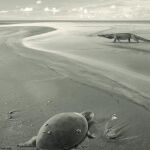 Reconstrucción de ‘Plesiochelyidae indeterminado’ en un paisaje costero del Jurásico superior ibérico