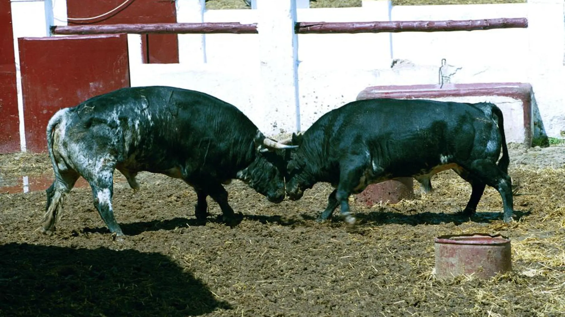 Toros de Javier Pérez Tabernero en el Batán en 2001