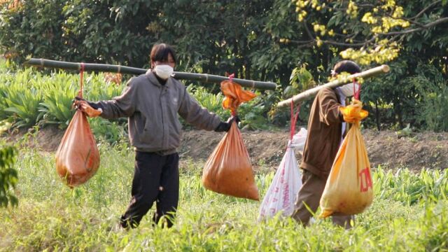 Imagen de archivo de una granja china afectada por la gripe aviar