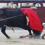 El valiente torero colombiano trata de zafarse tras ser volteado, ayer, en Las Ventas