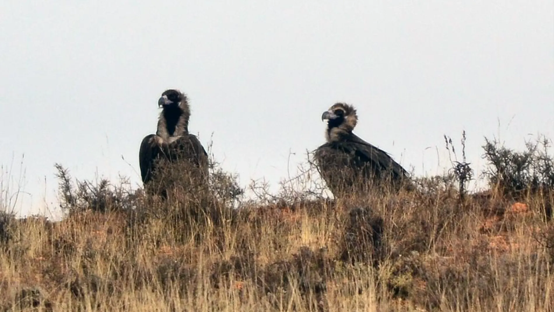 Dos buitres negros