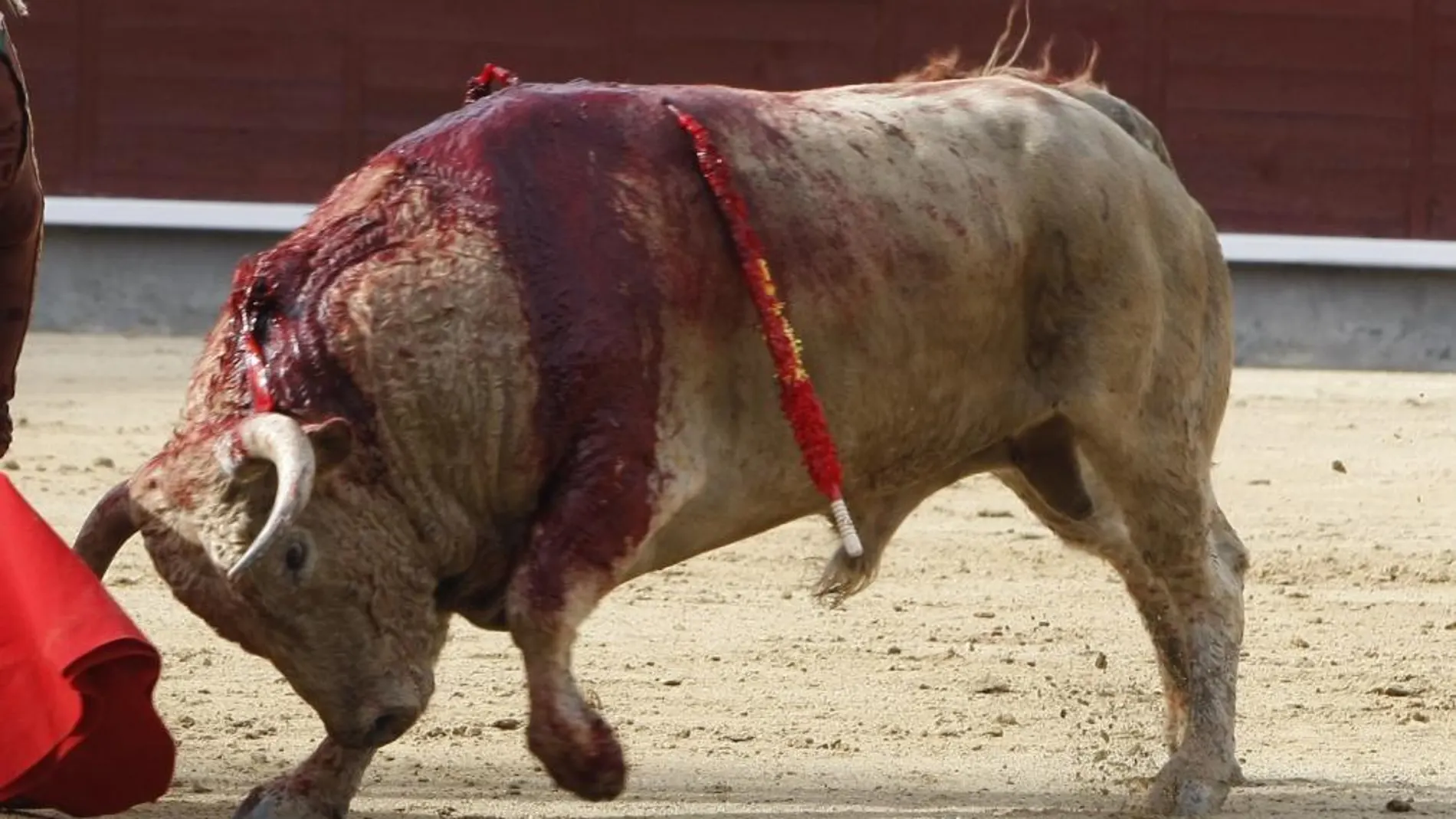 Un nuevo modelo de puya que eliminará la sangre en el lomo de los toros
