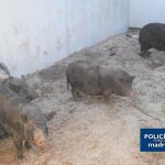 Capturan a una piara de cerdos vietnamitas en Villaverde