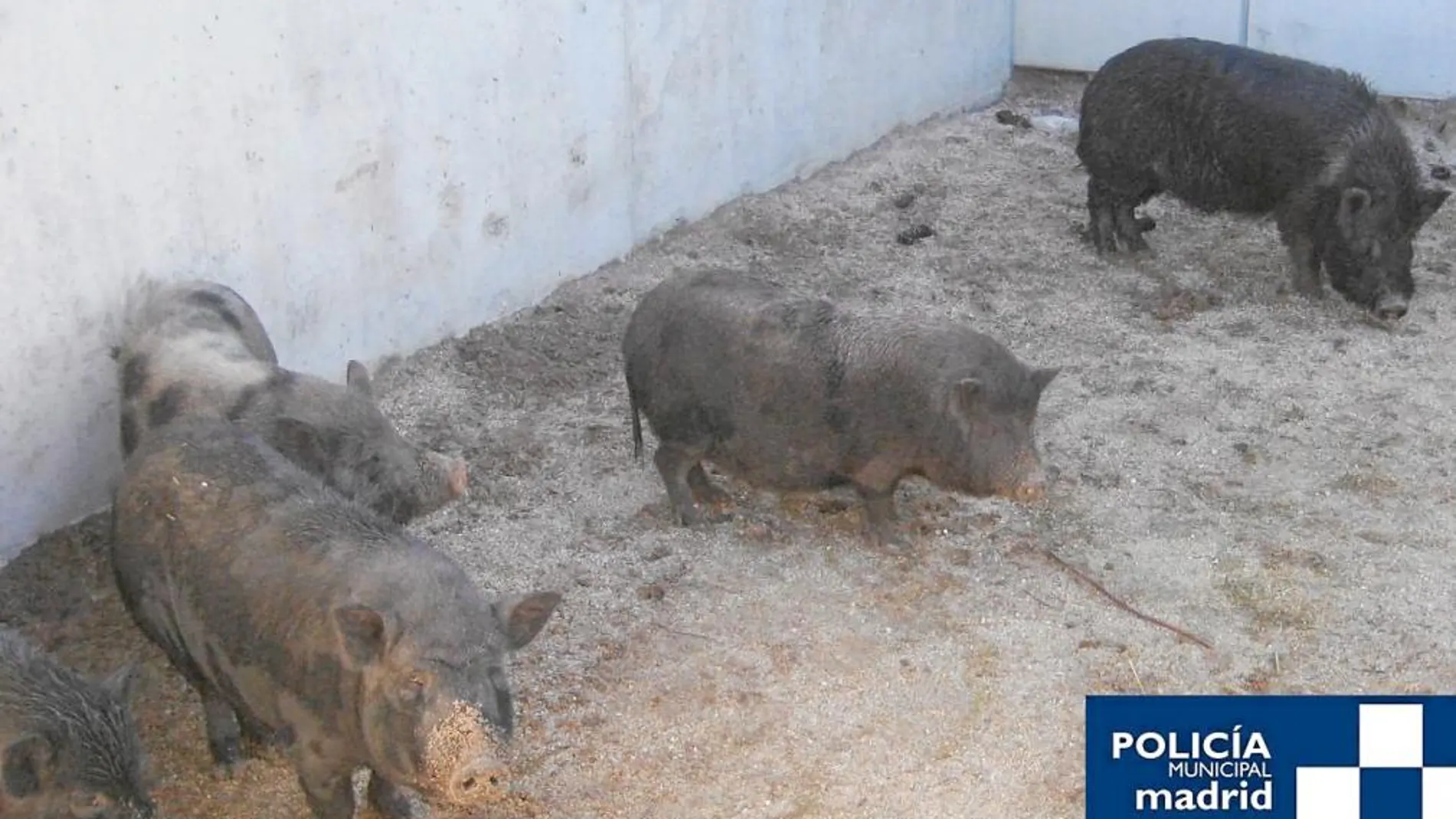 Capturan a una piara de cerdos vietnamitas en Villaverde